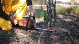 Best Lawn Pest Prevention  in Trinity, NC