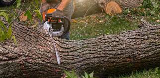 Best Leaf Removal  in Trinity, NC