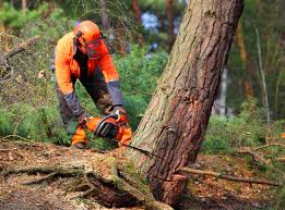 Best Seasonal Cleanup (Spring/Fall)  in Trinity, NC
