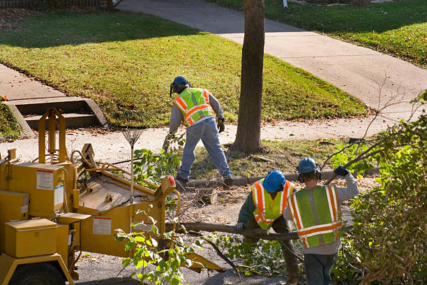 Best Lawn Renovation and Restoration  in Trinity, NC