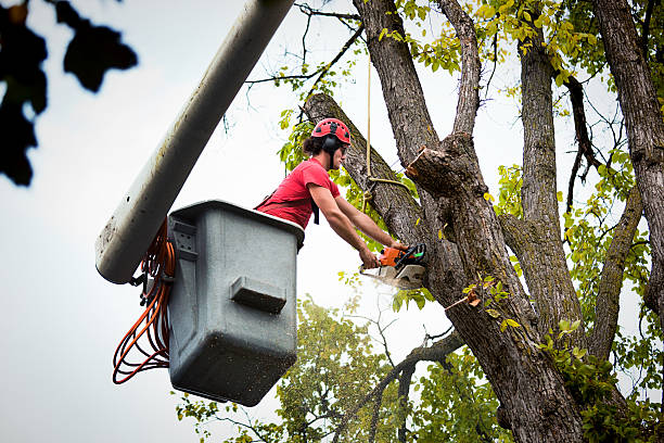 Best Tree Mulching  in Trinity, NC